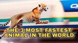 Zooming Wonders: The Fastest Beings in the Animal Kingdom