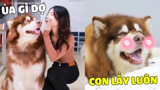 Ngáo Gia Gia | Một Chiếc Chó Suốt Ngày Bị Mẹ Trêu, Giận Hông Thèm Nhìn 🤣 Gâu Đần Official