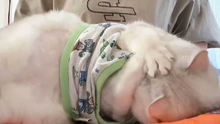 Old Finn covers his eyes when he sleeps—so adorable!