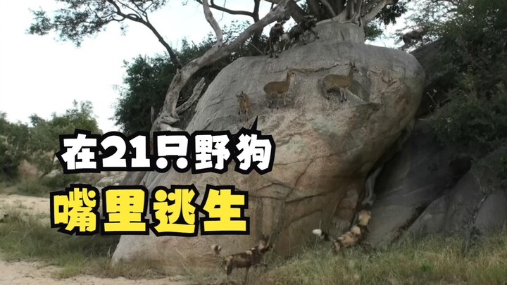 Cute Rock-Hopper – Mountain Gazelle