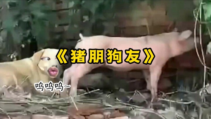 “Teman Babi Teman Anjing”