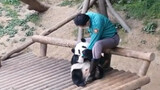 Panda: Kamu Tidak Boleh Pergi Setelah Menciumku!