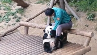 Gấu trúc: Cậu không thể bỏ đi sau khi hôn tôi!