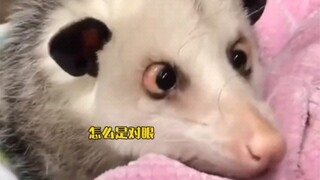 ลูกโอพอสซัมหายไปจากแม่ที่ต่างประเทศ และหญิงสาวช่วยมันไว้และพบสาเหตุ