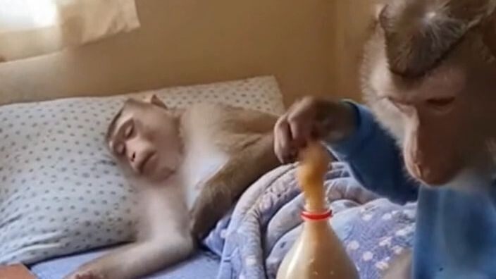 猴子只是想睡个觉 😂🐒🥤