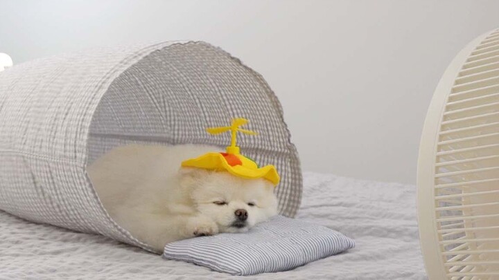 Got the trick to let your pup fully enjoy the air conditioner and fan?