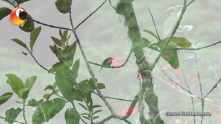 Burung Madu Ekor Merah