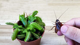 [Experiment]Can a Dionaea muscipula digest a cockroach?