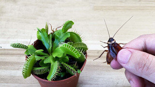 [การทดลอง] Dionaea muscipula สามารถย่อยแมลงสาบได้หรือไม่?