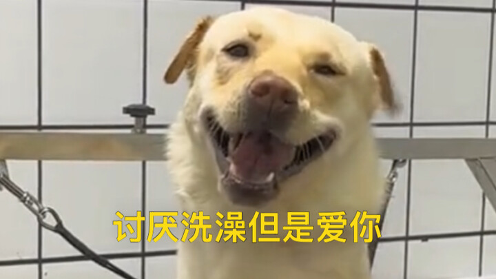 Every time it’s caught peeking at her while she’s bathing, the little dog looks so happy.