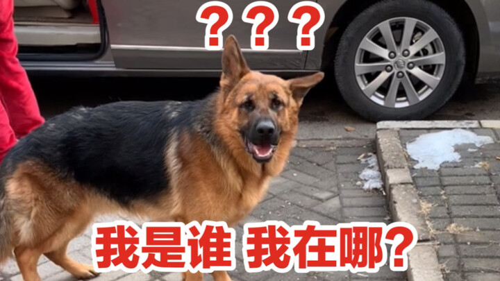 Did the German Shepherd sleep on the car and end up with a crooked ear???