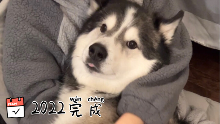 The huskies in 2022 are just too cute!