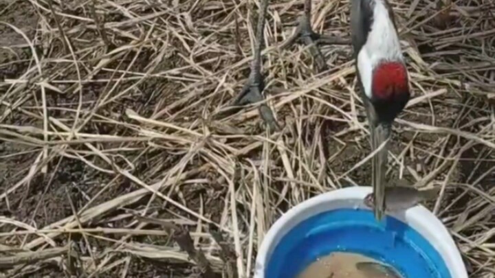 باي خه: يا أخي، ممكن نصطاد أسرع؟ ما بقى كافي لأكلني!