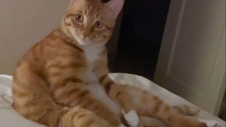 ความลับเบื้องหลังท่าทางการนั่งสุดคลาสสิกของแมว