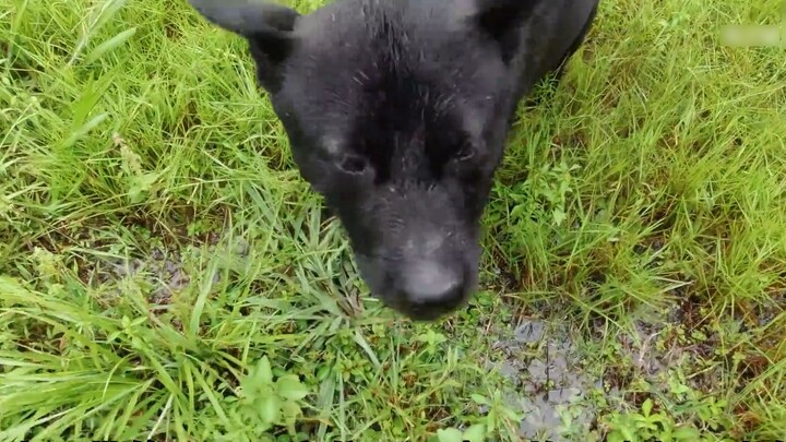 [Standard Ending] When a "happy" cow runs towards you, danger~~~