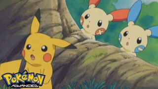 Pokémon AG Tập 328: Prasle và Minun trên đường cố gắng! (Thuyết Minh)