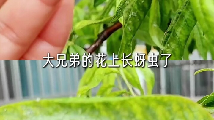 The Seven-Star Ladybug Went Home and Wrote “Peach Blossom Spring” Overnight #SevenStarLadybug #Benef