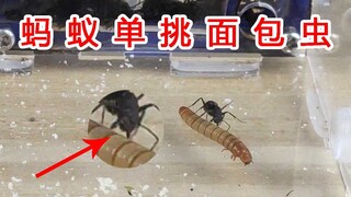 一只蚂蚁单挑一条面包虫！太不可思议了！