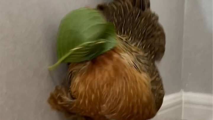 The ancient method of catching chickens is blinded by one leaf