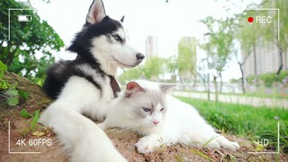 【Hạo Y Hành】Husky & sư tôn mèo trắng - Vlog 3: Thất Tịch vui vẻ ~~~