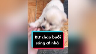 Bư chào cả nhà buổi sáng ha. cunyeucuadua chó chócon chókhôn chócute chó_cưng chócon chókhôn chómèo xuhuong fyp