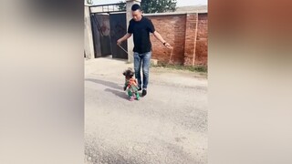 Iu wé :)) Theo dõi  xem video cún yêu nha meo meocute yeumeo yeudongvat dethuong anuong cunyeu