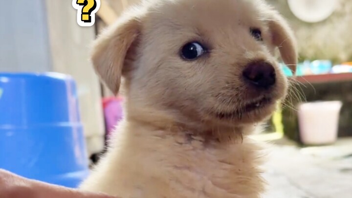 ทำยังไงดีล่ะ เมื่อจี้จนเจ้าหมาน้อยแบตหมดแล้ว?