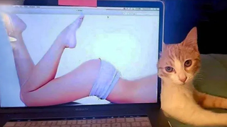 เคยเจอแมวหุ่นดีขนาดนี้ไหม🤣