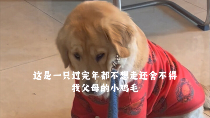 This little chick won’t leave after the New Year and can’t bear to part with my parents.