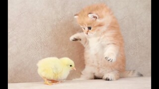 居然把小鸡鸡认错是老鼠，小猫咪的反应你猜不到