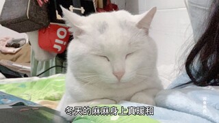 พวกคุณเห็นแมวที่โตจนกลายเป็นหมาแล้ว วันนี้มันอายุสองขวบแล้วนะ