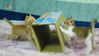 Baby Kittens Jump Up for Figthing Each Other, Kitten Ginger and Peanut Plays
