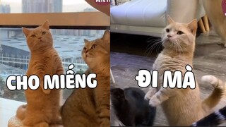 GƯƠNG MẶT VÀNG TRONG LÀNG XIN ĂN 🤣 | Pets TV