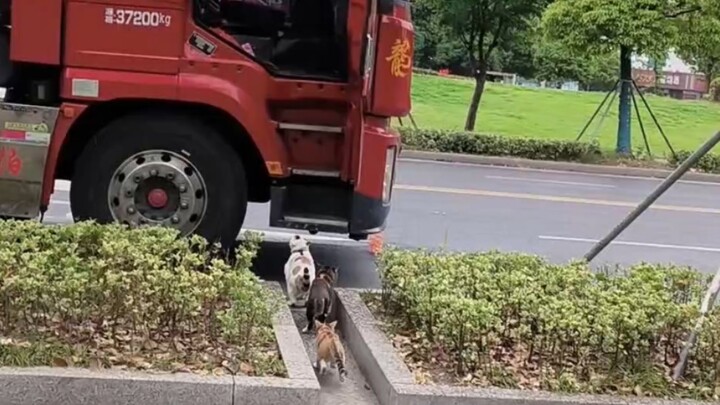 Mưa rồi, mang mèo về xe!