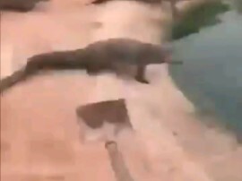 Prajurit Memburu Buaya Australia