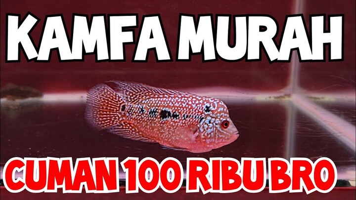 KAMFA 100 RIBU (100K)