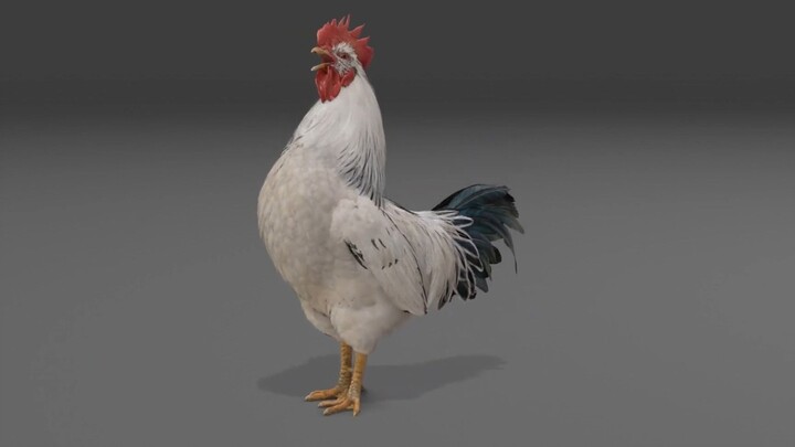 Hyper-realistic animal dynamics collection