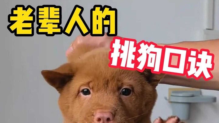 The dog-picking rhyme passed down from generations ago