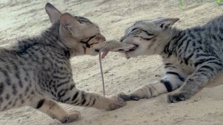 🐱 Two Cats Fighting 😱 | Funny Cat Fight Video | Cats Fight Moments #shorts #funny
