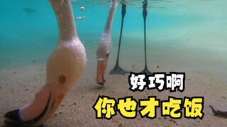 火烈鸟不同水位的吃饭姿势！