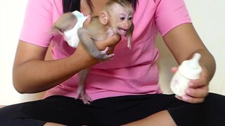 Adorable Baby monkey So Hungry Milk// Little boy Maki Super Cry Angry Mom Give Milk Late