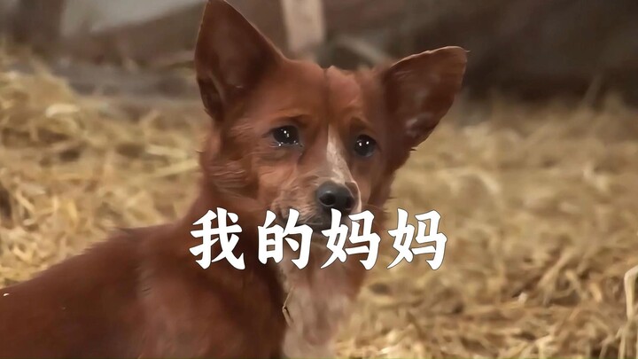 เธอไม่ใช่แค่วัวตัวหนึ่ง แต่ยังเป็นแม่ของฉันด้วย