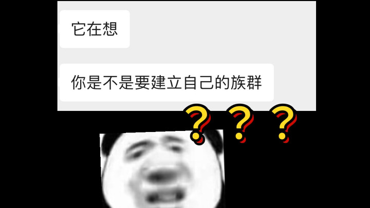 แมวของฉันคิดว่าฉันกำลังจะสร้างฝูงของตัวเองเหรอ??