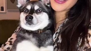 How much would you leave your dogs? LearnOnTikTok dogfacts