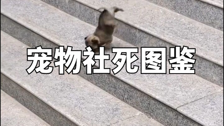 宠物社死图鉴