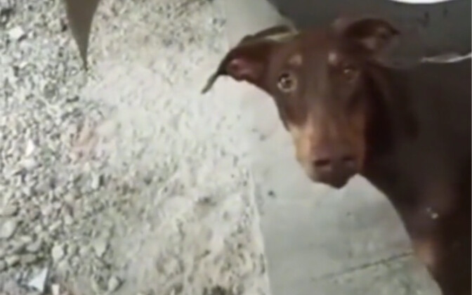 Dog: I was just passing by—what are you doing with that rock?