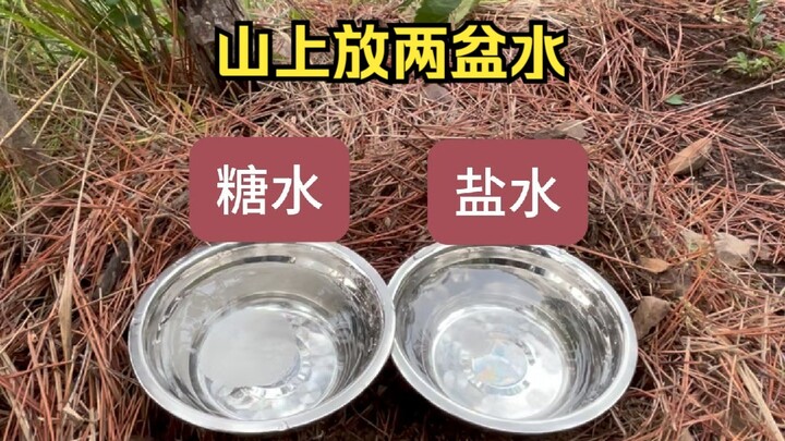 Day 20 | Place a bowl of sugar water and a bowl of salt water on the mountain.