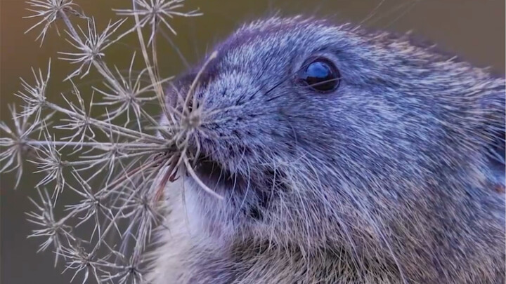 كيف تصور الحياة البرية؟