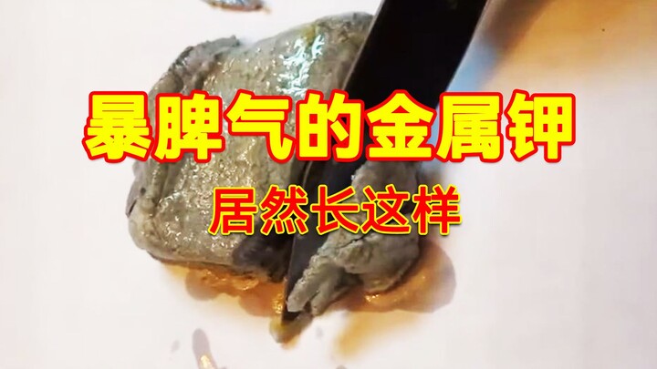 Seberapa “temperamental” si logam kalium yang gampang marah ini?