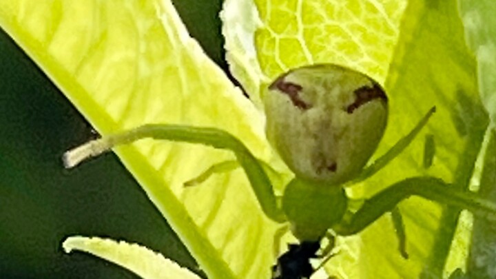 A peach tree, a miniature pocket universe. As the aphid horde multiplies endlessly, predators take t